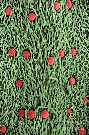 Attēlu rezultāti vaicājumam “Thymus vulgaris leaf”