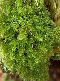 Attēlu rezultāti vaicājumam “Herzogiella seligeri”