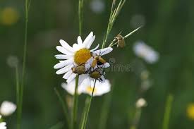 Attēlu rezultāti vaicājumam “Hoplia parvula”