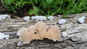 Attēlu rezultāti vaicājumam “Schizophyllum commune”