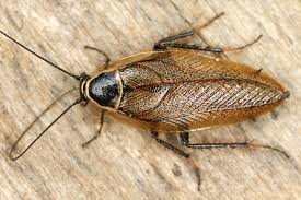 Attēlu rezultāti vaicājumam “Ectobius sylvestris female”