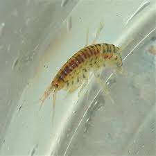 Attēlu rezultāti vaicājumam “Amphipoda”