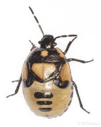 Attēlu rezultāti vaicājumam “Tritomegas bicolor nymph”