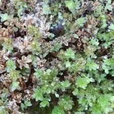 Attēlu rezultāti vaicājumam “Mnium stellare”