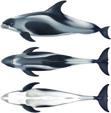 Image result for Leucopleurus acutus