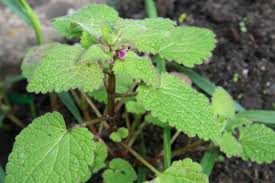 Attēlu rezultāti vaicājumam “Lamium purpureum leaf”