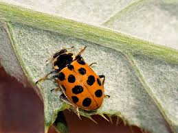 Attēlu rezultāti vaicājumam “Hippodamia tredecimpunctata”