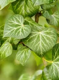 Attēlu rezultāti vaicājumam “Hedera helix  leaf”