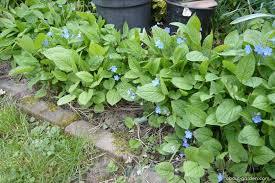 Image result for Omphalodes verna