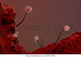 Attēlu rezultāti vaicājumam “Comatricha sp.”