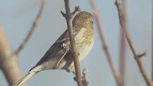 Attēlu rezultāti vaicājumam “Carduelis flammea female”