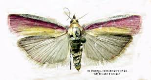 Attēlu rezultāti vaicājumam “Oncocera semirubella”