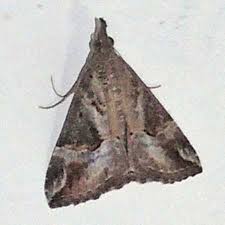 Attēlu rezultāti vaicājumam “Crambidae”