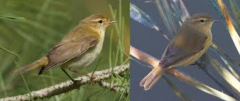 Image result for Phylloscopus ibericus