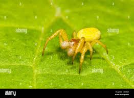Attēlu rezultāti vaicājumam “Araniella male”