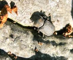 Attēlu rezultāti vaicājumam “Bolitophagus reticulatus larva”