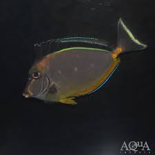 Image result for Naso lituratus