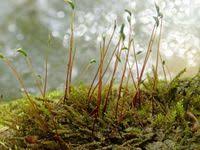 Attēlu rezultāti vaicājumam “Hygroamblystegium tenax”