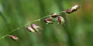 Attēlu rezultāti vaicājumam “Melica nutans flower”