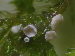 Attēlu rezultāti vaicājumam “Arrhenia retiruga”