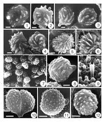 Attēlu rezultāti vaicājumam “Pistillaria sp.”