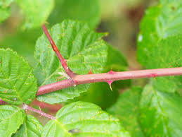 Attēlu rezultāti vaicājumam “Rubus plicatus”