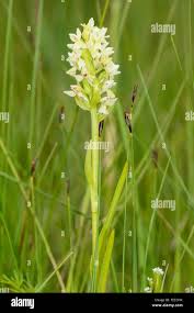 Attēlu rezultāti vaicājumam “Dactylorhiza ochroleuca flower”