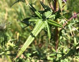 Attēlu rezultāti vaicājumam “Cirsium vulgare leaf”