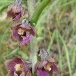 Attēlu rezultāti vaicājumam “Epipactis atrorubens fruit”