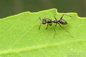 Attēlu rezultāti vaicājumam “Hedychrum sp.”