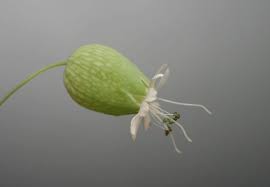 Attēlu rezultāti vaicājumam “Silene vulgaris bud”