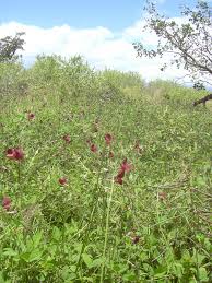 Attēlu rezultāti vaicājumam “Enteridium liceoides macro”