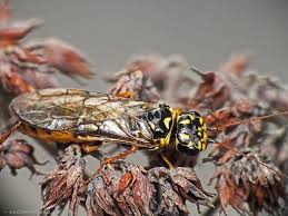 Attēlu rezultāti vaicājumam “Acantholyda posticalis”