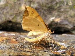 Attēlu rezultāti vaicājumam “Eulithis pyraliata”