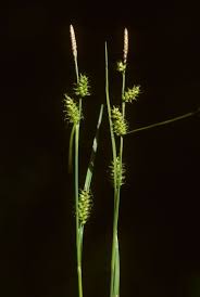 Attēlu rezultāti vaicājumam “Carex x bakkeriana”