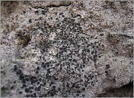 Attēlu rezultāti vaicājumam “Trapeliopsis granulosa”