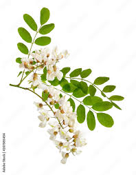 Attēlu rezultāti vaicājumam “Robinia pseudoacacia flower”