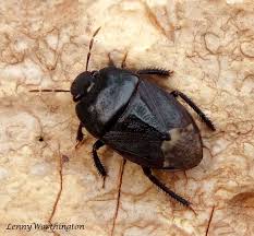 Attēlu rezultāti vaicājumam “Cydnidae”