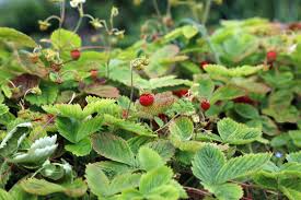 Attēlu rezultāti vaicājumam “Fragaria moschata”