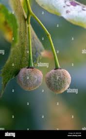 Attēlu rezultāti vaicājumam “Tilia platyphyllos Laciniata fruit”