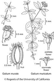 Attēlu rezultāti vaicājumam “Galium schultesii fruit”