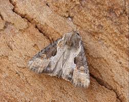 Attēlu rezultāti vaicājumam “Apamea ophiogramma”