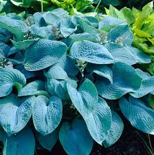 Image result for Hosta sieboldiana 'Elegans'