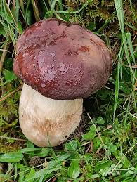 Attēlu rezultāti vaicājumam “Boletus pinophilus”