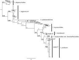 Attēlu rezultāti vaicājumam “Isothecium alopecuroides sporophyte”