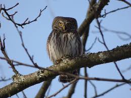 Attēlu rezultāti vaicājumam “Glaucidium passerinum”