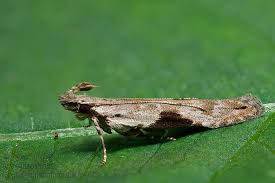 Attēlu rezultāti vaicājumam “Hypatima rhomboidella”