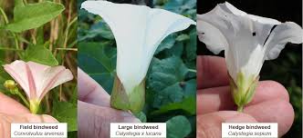 Attēlu rezultāti vaicājumam “Convolvulus arvensis flower”