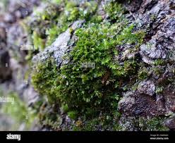 Attēlu rezultāti vaicājumam “Syntrichia latifolia”