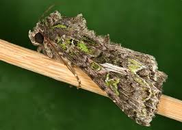 Attēlu rezultāti vaicājumam “Trachea atriplicis”